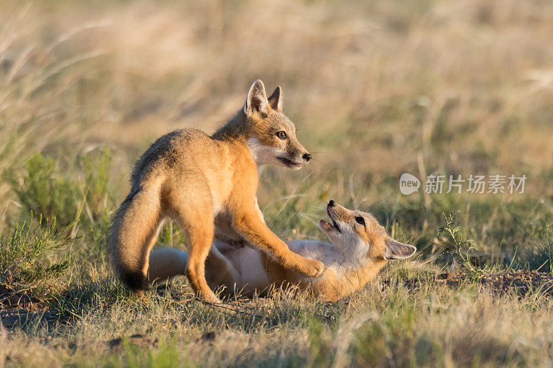 Swift Fox套件，Black Mesa，好的